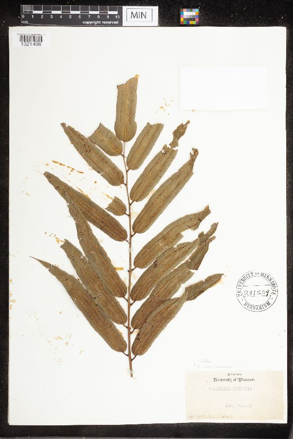 Cyathea image