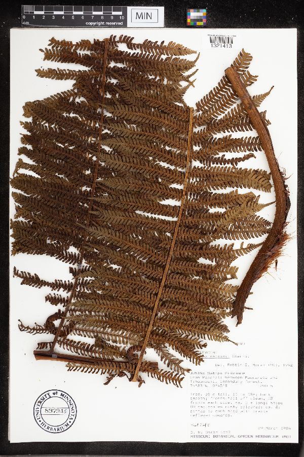 Cyathea delgadii image