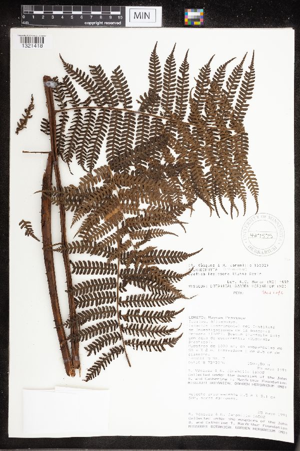 Cyathea lasiosora image