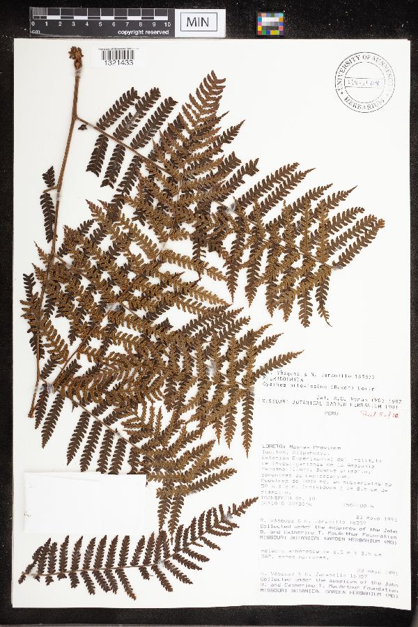 Cyathea pilosissima image