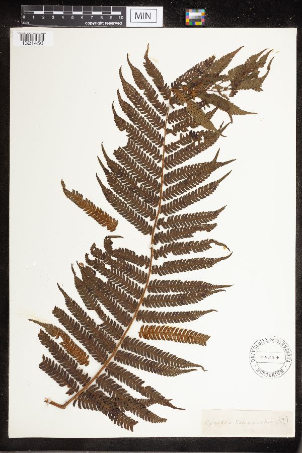 Cyathea schanschin image