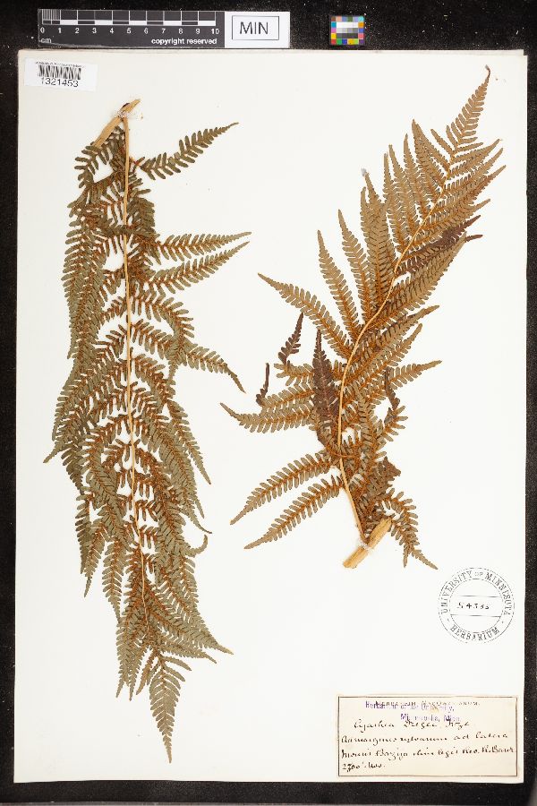 Cyathea dregei image