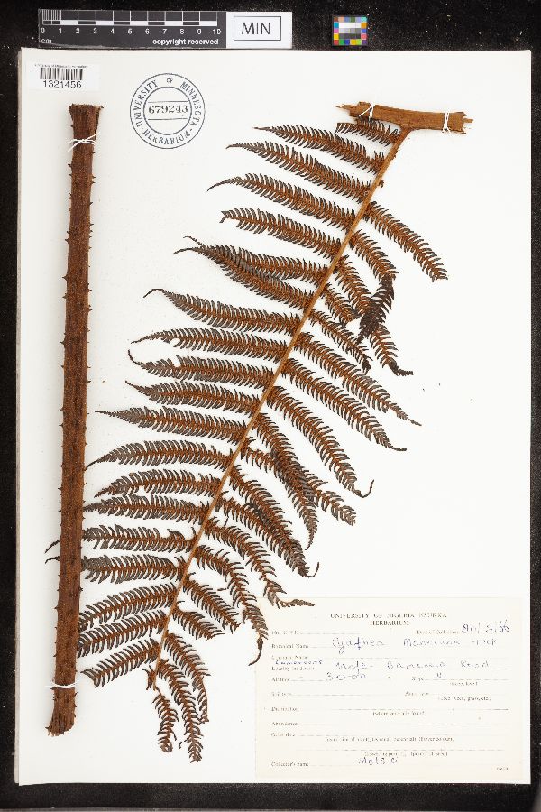 Cyathea manniana image