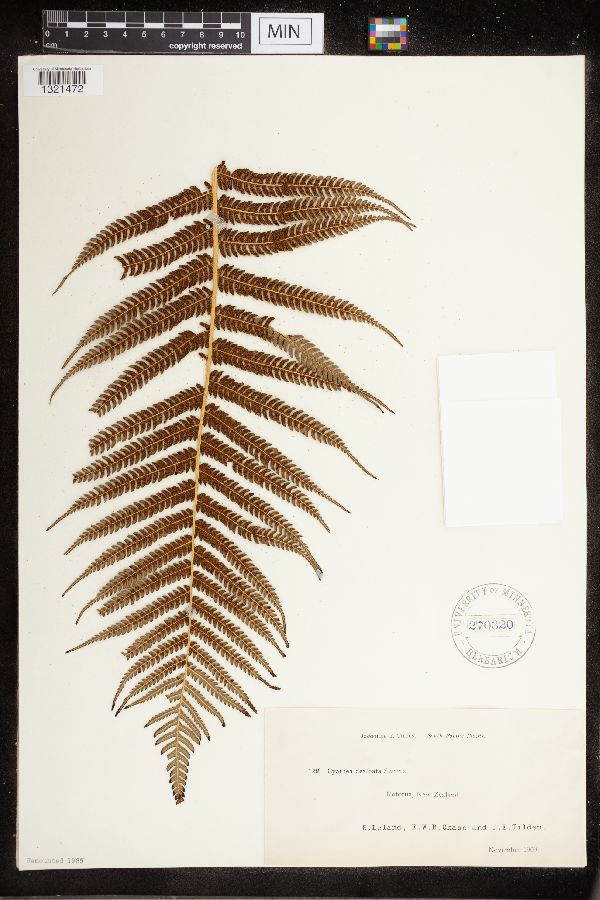 Cyathea dealbata image