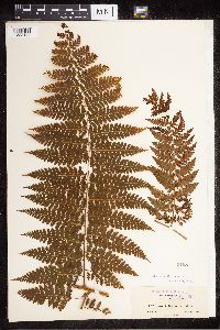 Image of Davallia speluncae