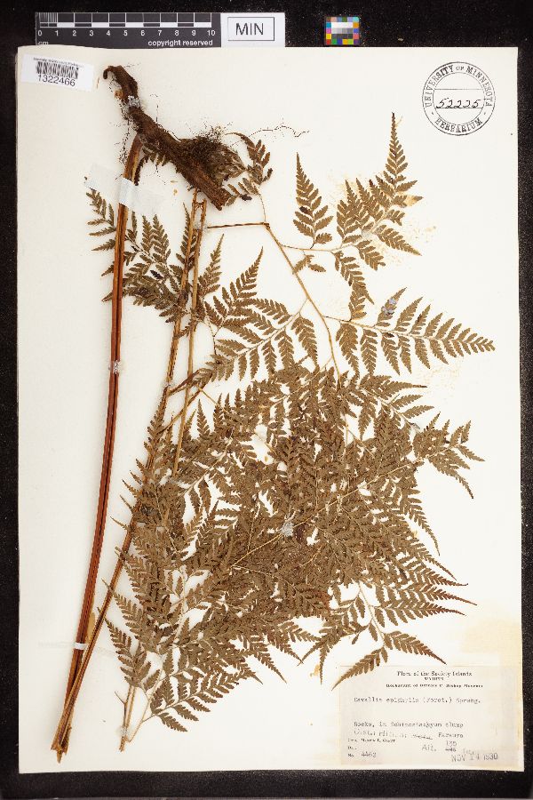 Davallia epiphylla image
