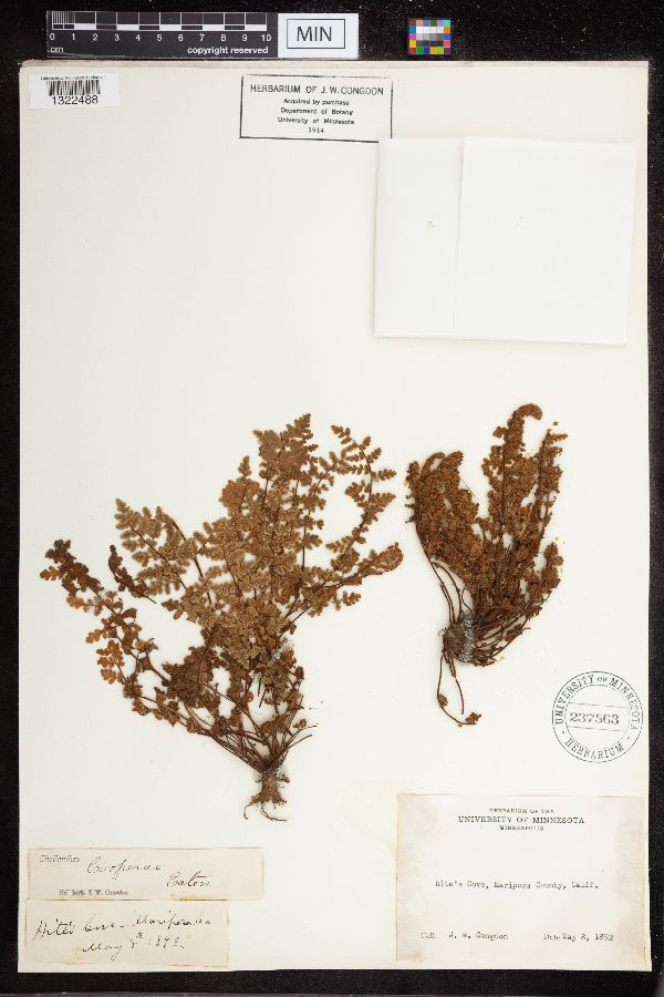 Cheilanthes cooperae image