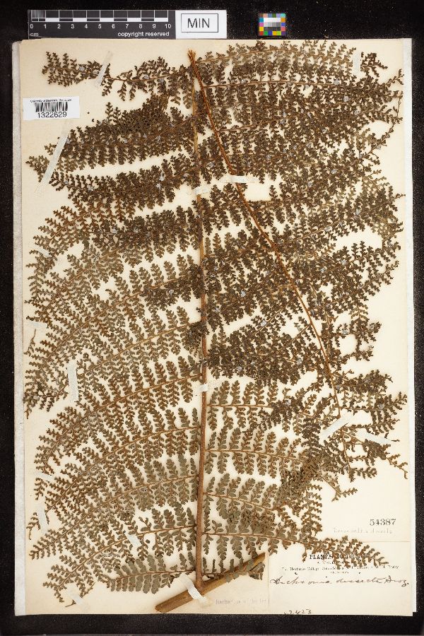 Dennstaedtia arborescens image