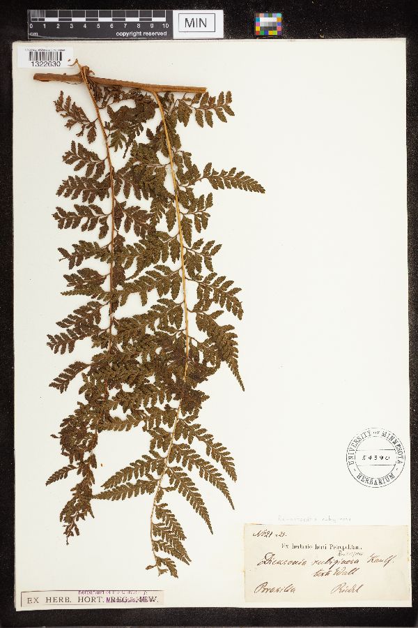 Dennstaedtia arborescens image