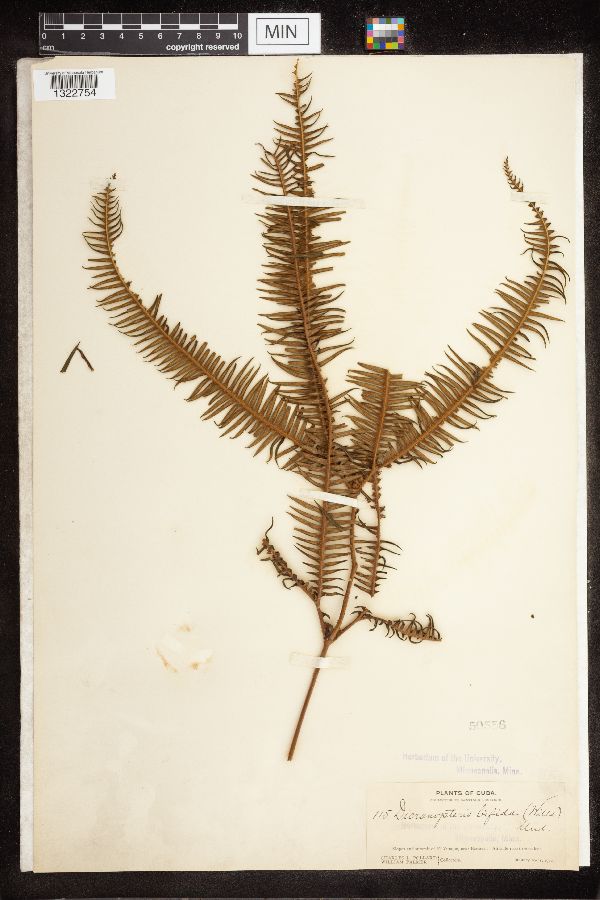 Dicranopteris bifida image