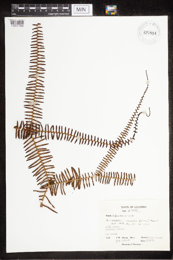 Sticherus remotus image