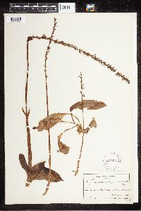 Mesadenus lucayanus image