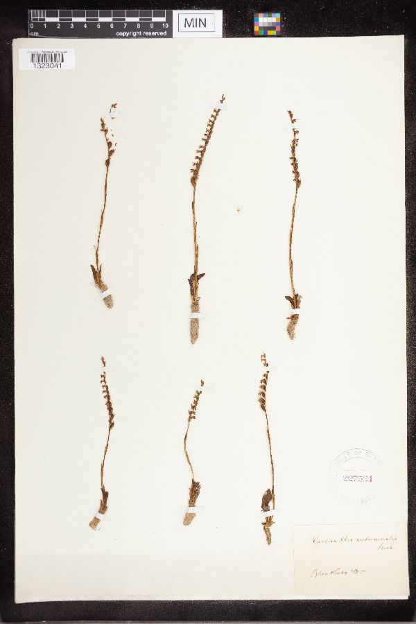 Spiranthes spiralis image