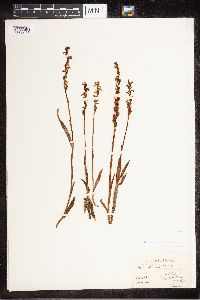 Image of Spiranthes oestivalis