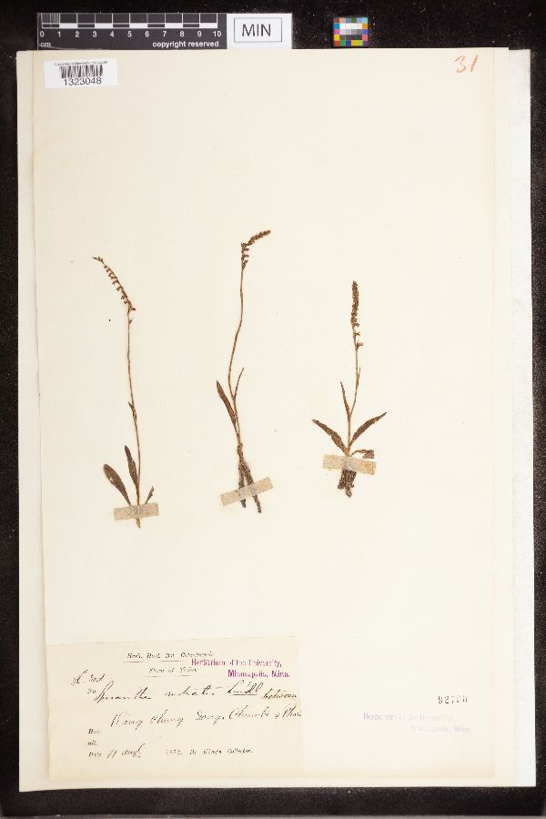 Spiranthes sinensis image