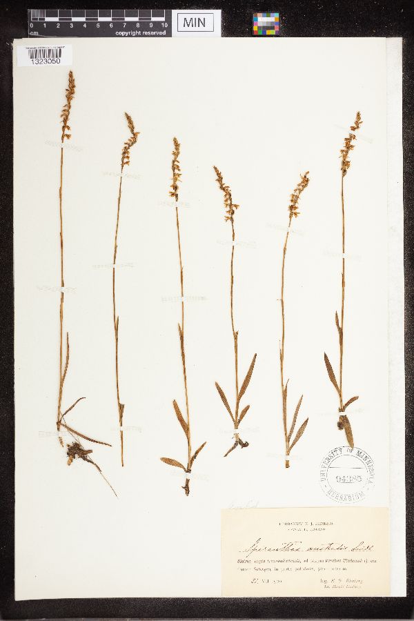 Spiranthes australis image