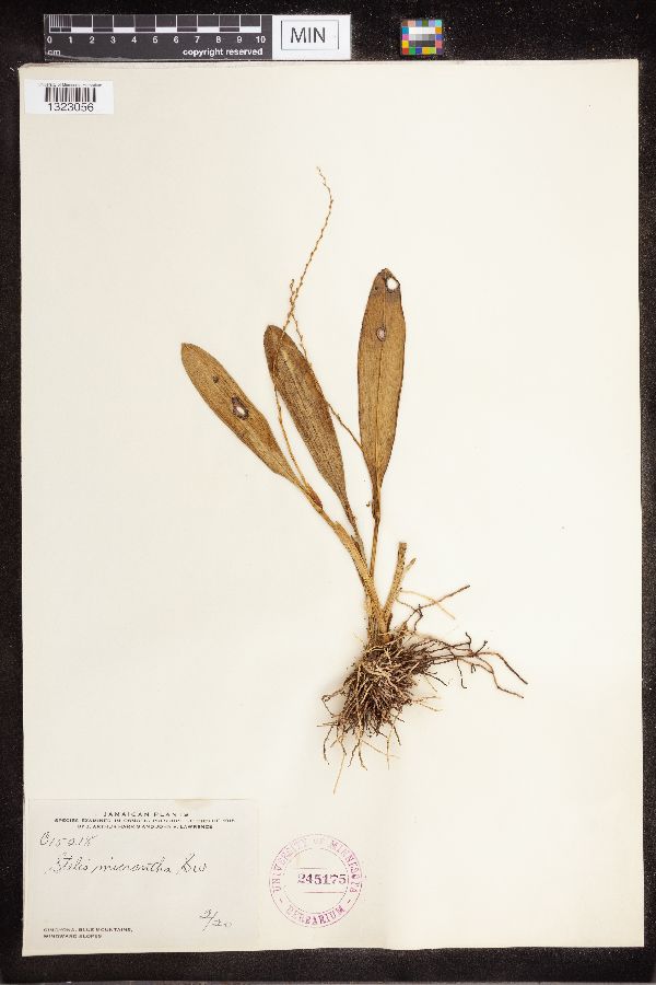 Stelis image
