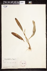 Stelis micrantha image