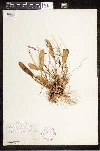 Stelis micrantha image