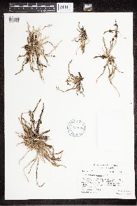 Image of Taeniophyllum asperulum