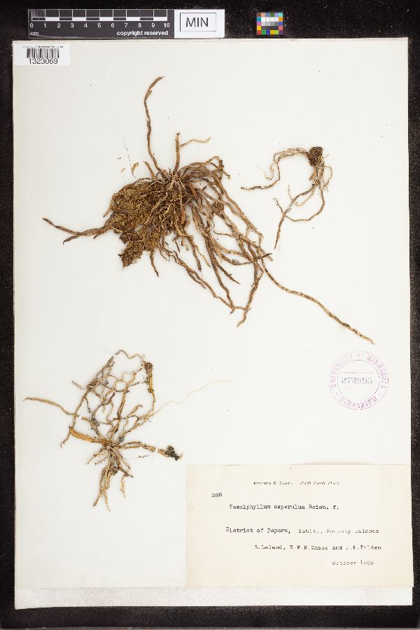 Taeniophyllum fasciola image