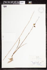 Image of Tetramicra eulophiae
