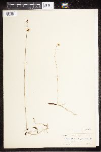Tetramicra parviflora image