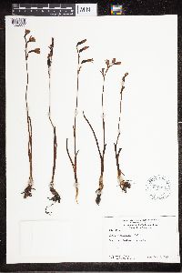 Image of Thelymitra cyanea