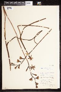 Image of Thelymitra pulchella