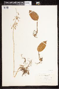 Tipularia unifolia image