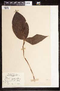 Image of Tropidia angulosa