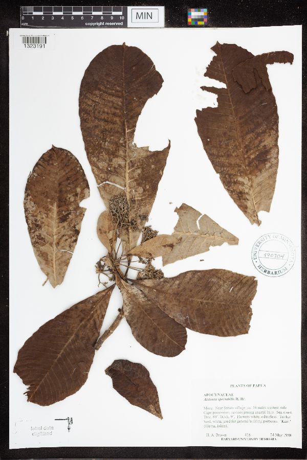 Alstonia spectabilis image