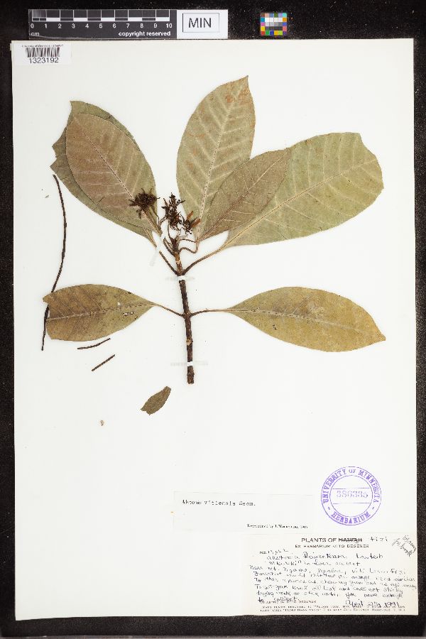 Alstonia vitiensis image