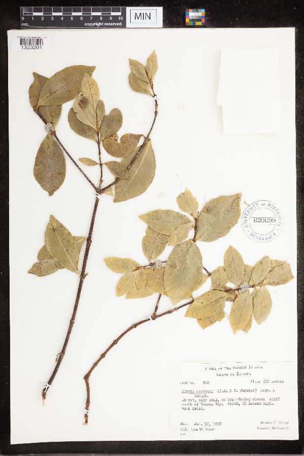 Alyxia stellata image