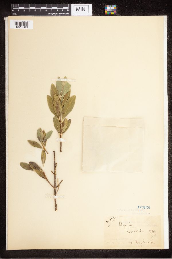 Alyxia spicata image