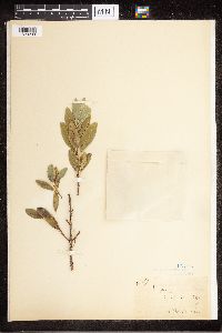 Image of Alyxia spicata