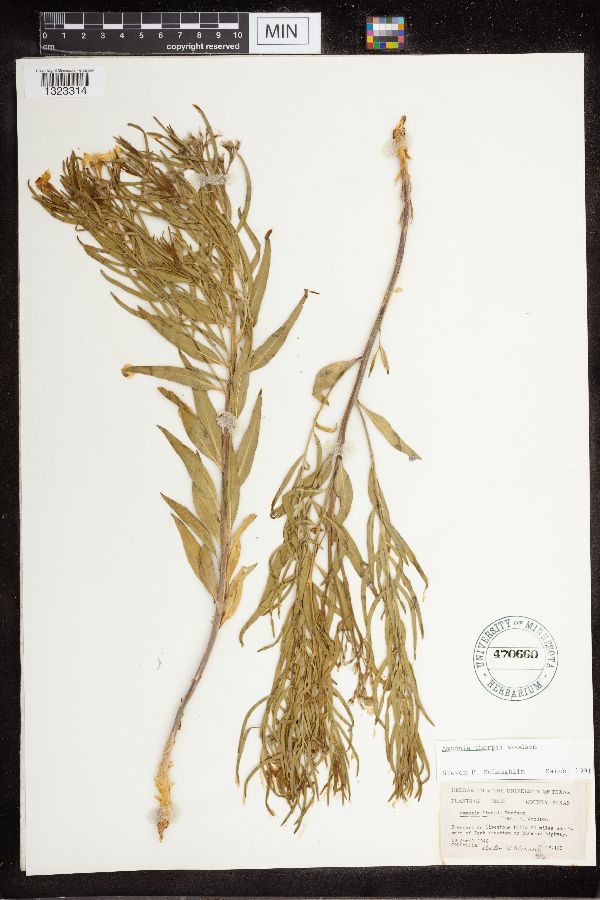 Amsonia tharpii image