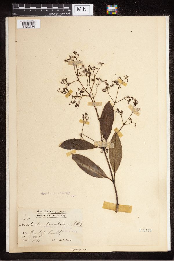 Anodendron paniculatum image