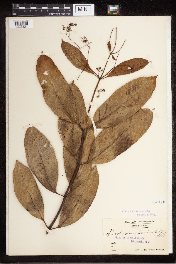 Anodendron paniculatum image