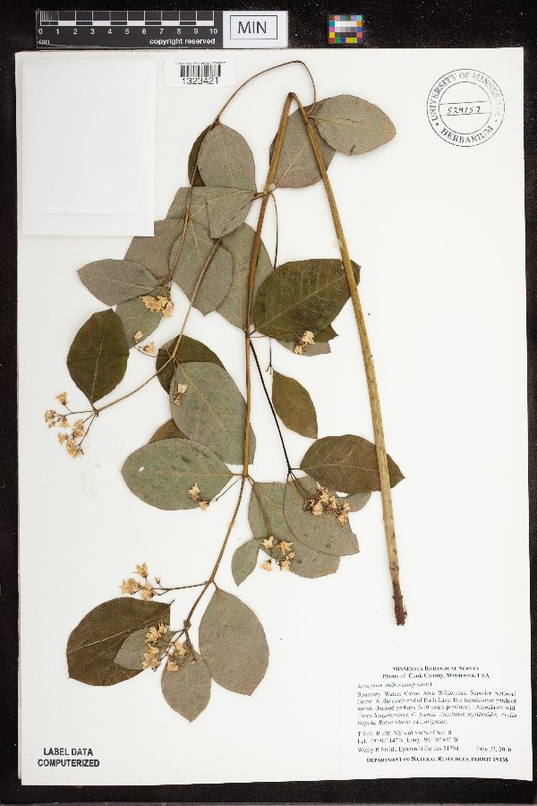 Apocynum androsaemifolium image