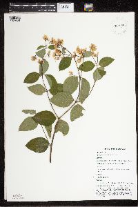 Apocynum androsaemifolium image