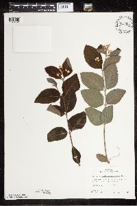 Apocynum androsaemifolium image