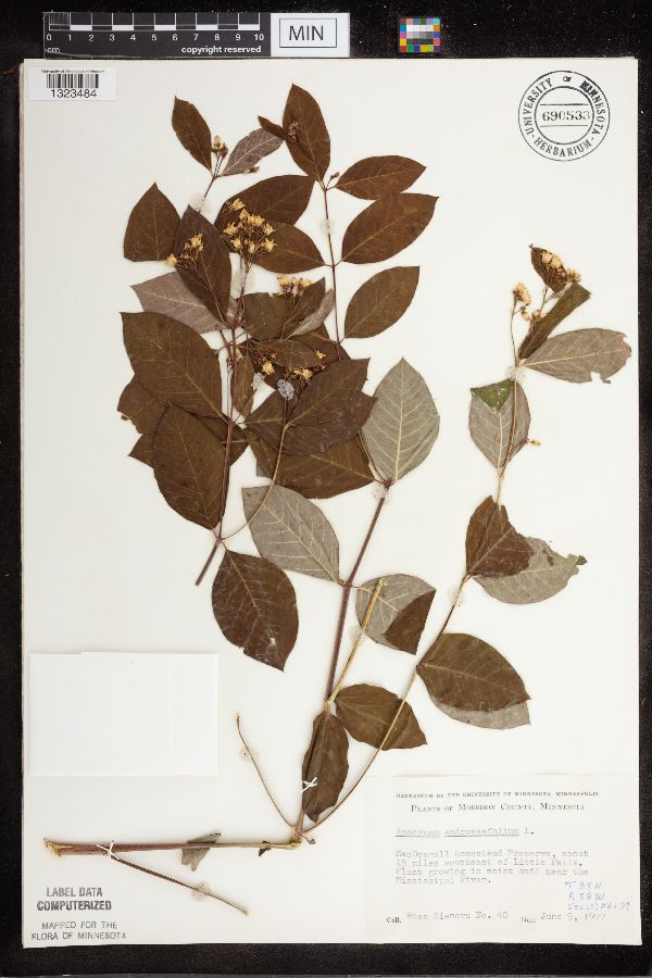 Apocynum androsaemifolium image