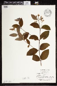 Apocynum androsaemifolium image