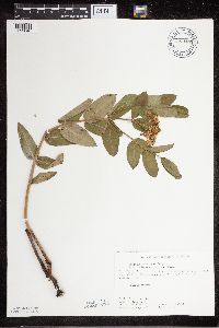 Apocynum cannabinum image