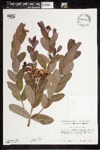 Apocynum cannabinum image