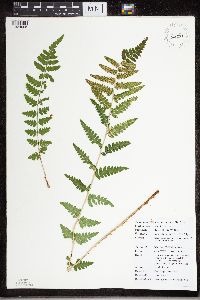 Dryopteris cristata image