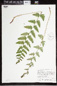 Dryopteris cristata image