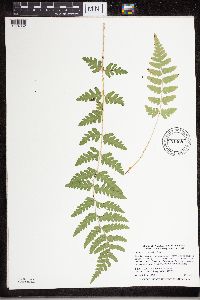 Dryopteris cristata image