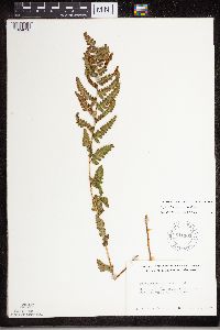 Dryopteris cristata image